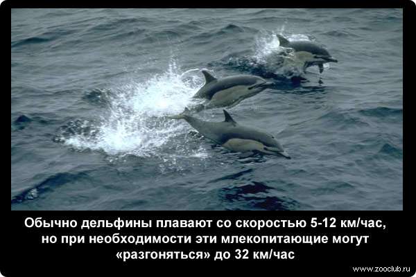  Обычно дельфины плавают со скоростью 5-12 км/ч, но при необходимости эти млекопитающие могут разгоняться до 32 км/ч