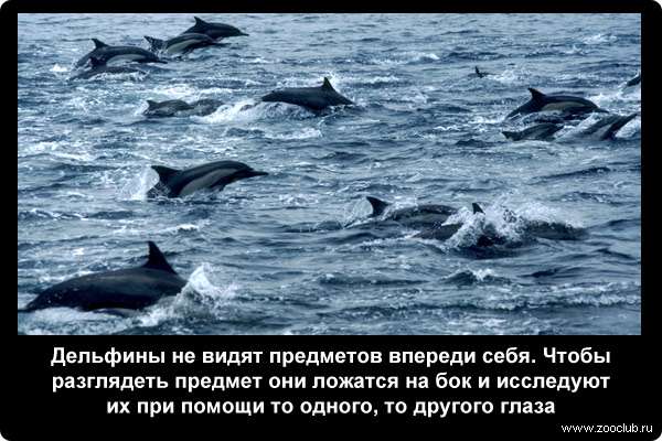  Дельфины не видят предметов впереди себя. Чтобы разглядеть предмет они ложатся на бок и исследуют их при помощи то одного, то другого глаза