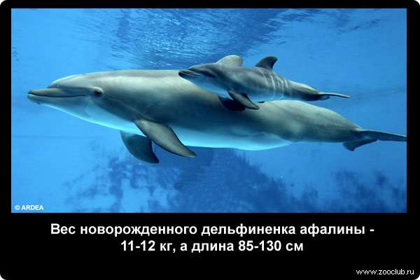  Вес новорожденного дельфиненка афалины - 11-12 кг, а длина 85-130 см
