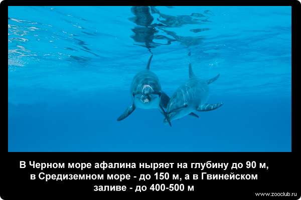  В Черном море афалина ныряет на глубину до 90 м, в Средиземном море - до 150 м, а в Гвинейском заливе - до 400-500 м