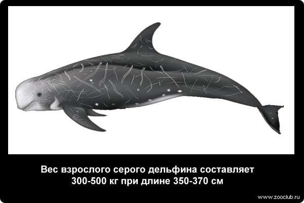  Вес взрослого серого дельфина составляет 300-500 кг при длине 350-370 см