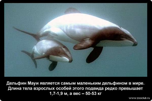  Дельфин Мауи является самым маленьким дельфином в мире. Длина тела взрослых особей этого подвида редко превышает 1,7-1,9 м, а вес - 50-53 кг