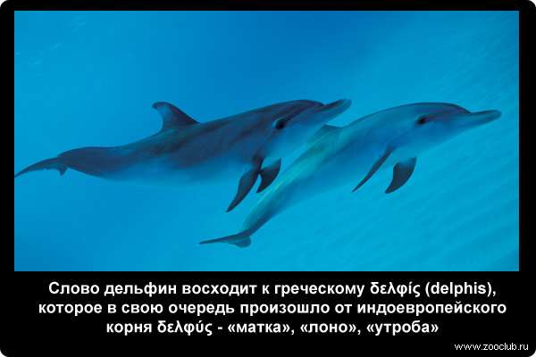  Слово дельфин восходит к греческому delphis, которое в свою очередь произошло от индоевропейского корня - матка, лоно, утроба