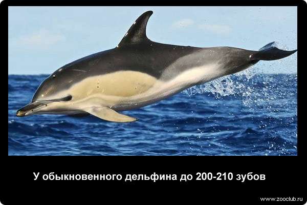  У обыкновенного дельфина до 200-210 зубов