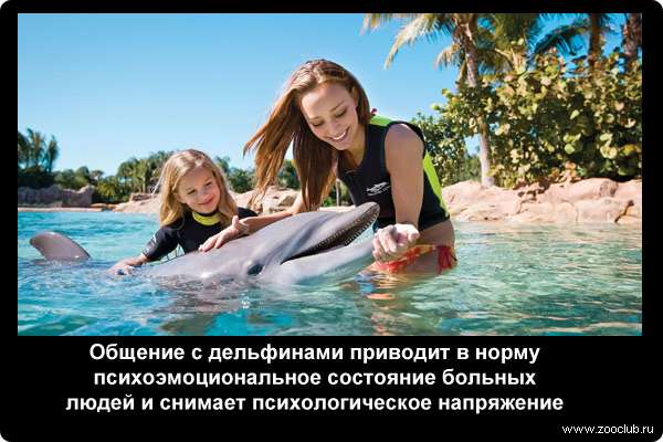  Общение с дельфинами приводит в норму психоэмоциональное состояние больных людей и снимает психологическое напряжение