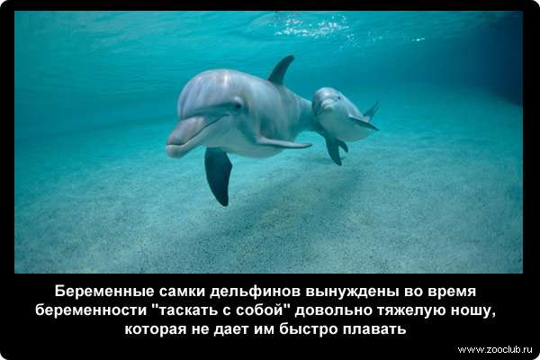  Беременные самки дельфинов вынуждены во время беременности таскать с собой довольно тяжелую ношу, которая не дает им быстро плавать