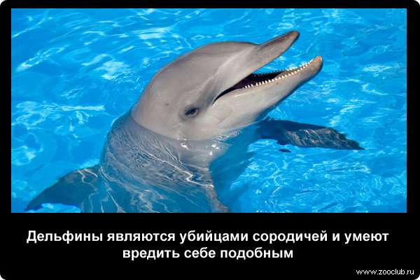  Дельфины являются убийцами сородичей и умеют вредить себе подобным
