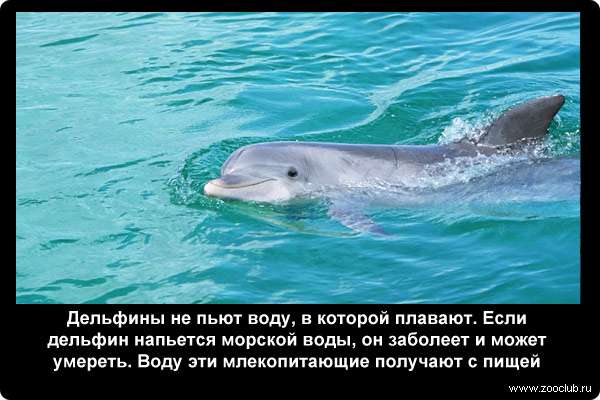  Дельфины не пьют воду, в которой плавают. Если дельфин напьется морской воды, он заболеет и может умереть. Воду эти млекопитающие получают с пищей