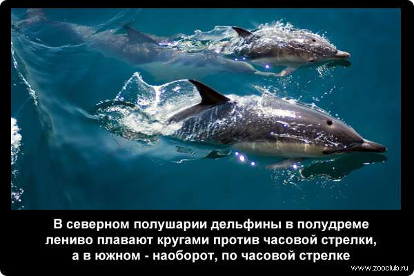  В северном полушарии дельфины в полудреме лениво плавают кругами против часовой стрелки, а в южном - наоборот, по часовой стрелке