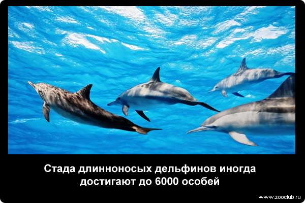  Стада длинноносых дельфинов иногда достигают до 6000 особей