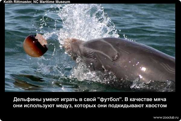  Дельфины умеют играть в свой футбол. В качестве мяча они используют медуз, которых они подкидывают хвостом