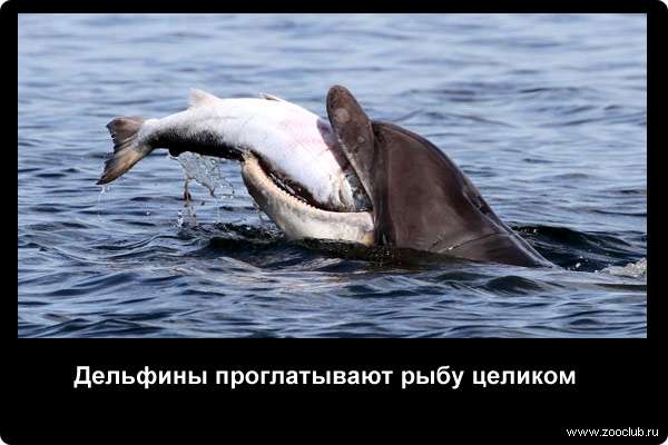  Дельфины проглатывают рыбу целиком