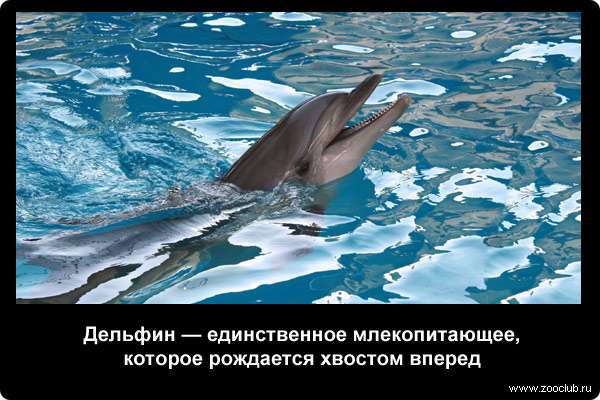  Дельфин - единственное млекопитающее, которое рождается хвостом вперед