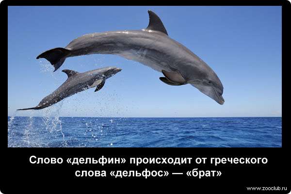  Слово дельфин происходит от греческого слова дельфос - брат