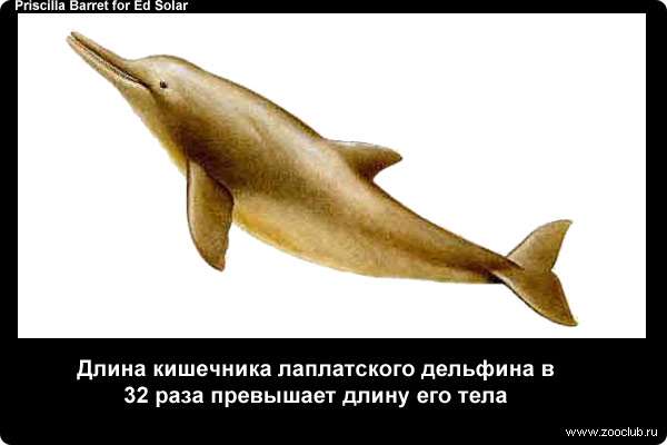  Длина кишечника лаплатского дельфина в 32 раза превышает длину его тела