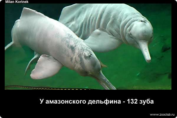  У амазонского дельфина 132 зуба