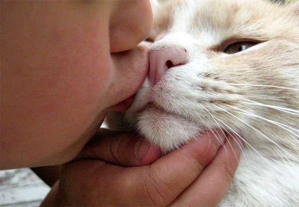 Почему нельзя целовать кошек?