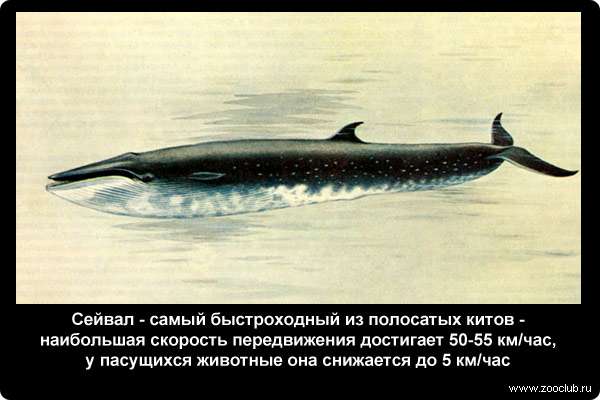  Сейвал - самый быстроходный из полосатых китов - наибольшая скорость передвижения достигает 50-55 км/ч, у пасущихся животные она снижается до 5 км/ч