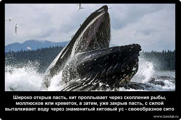  Широко открыв пасть, кит проплывает через скопления рыбы, моллюсков или креветок, а затем, уже закрыв пасть, с силой выталкивает воду через знаменитый китовый ус - своеобразное сито