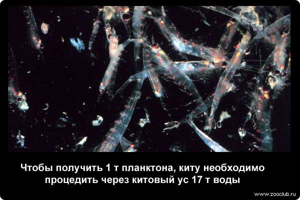  Чтобы получить 1 т планктона, киту необходимо процедить через китовый ус 17 т воды