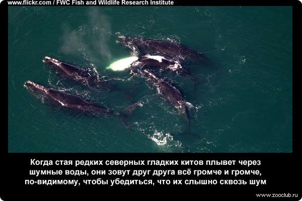  Когда стая редких северных гладких китов плывет через шумные воды, они зовут друг друга всё громче и громче, по-видимому, чтобы убедиться, что их слышно сквозь шум