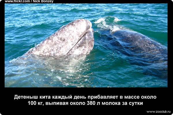  Детеныш кита каждый день прибавляет в массе около 100 кг, выпивая около 380 л молока за сутки