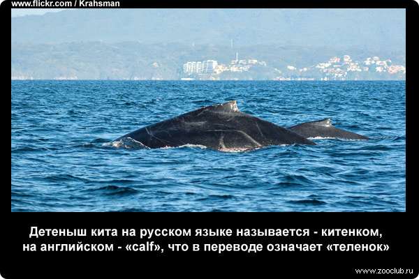  Детеныш кита на русском языке называется - китенком, на английском - calf, что в переводе означает теленок