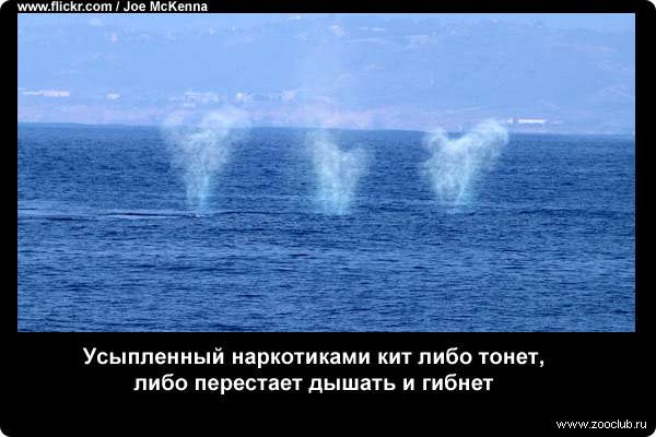  Усыпленный наркотиками кит либо тонет, либо перестает дышать и гибнет