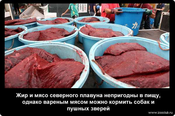  Жир и мясо северного плавуна непригодны в пищу, однако вареным мясом можно кормить собак и пушных зверей