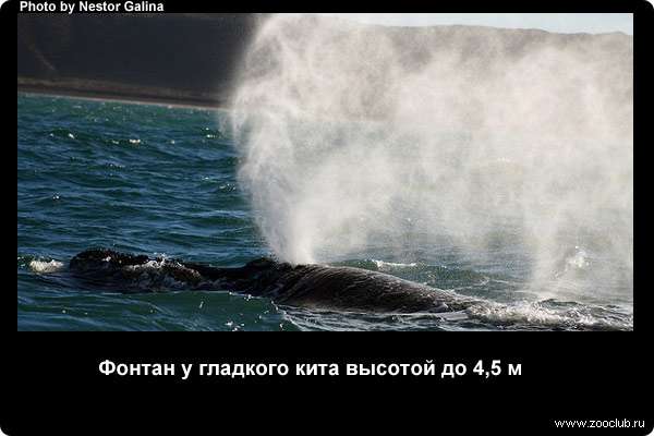  Фонтан у гладкого кита высотой до 4,5 м