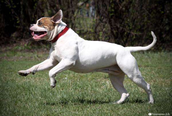 Американский бульдог, изображение породы собак картинка