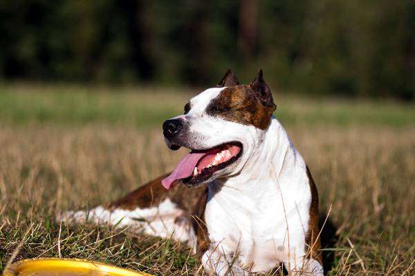 Американский стаффордширский терьер, фото вопросы о собаках фотография