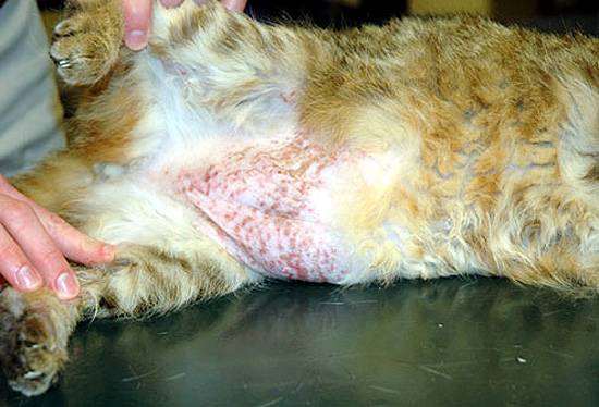 Пищевая аллергия у кошки, фото кормление кошки фотография