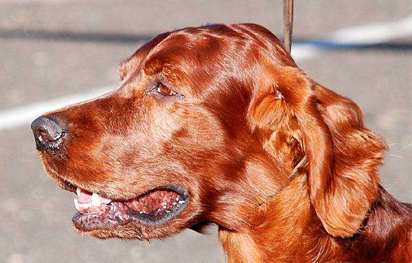 Ирландский сеттер, фото породы собак фотография