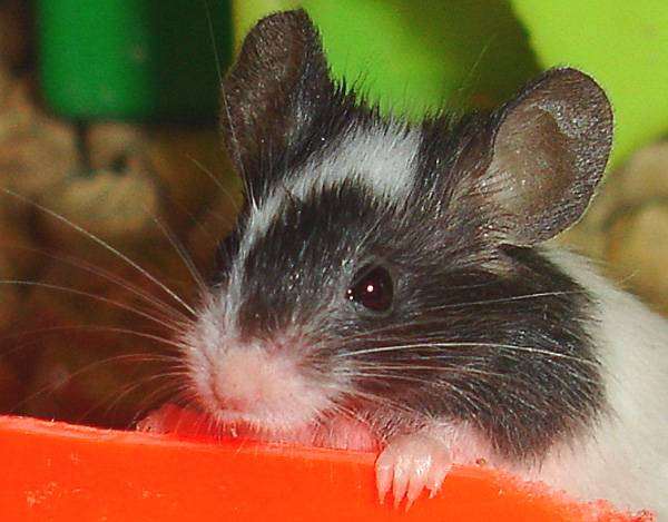 Карликовая японская мышь, фото вопросы о грызунах фотография