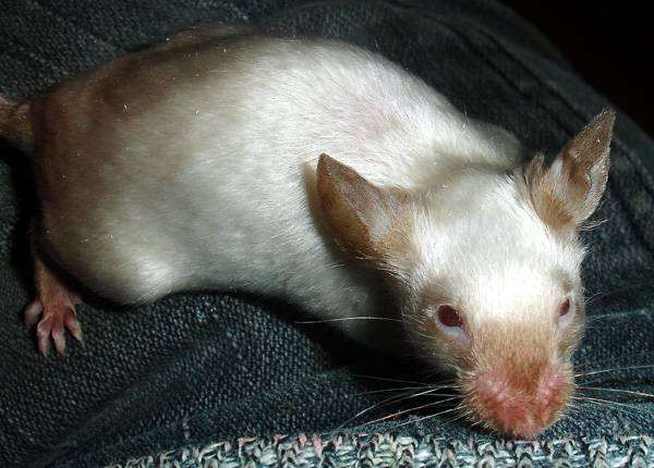 Сатиновая мышь, фото вопросы ответы о грызунах фотография