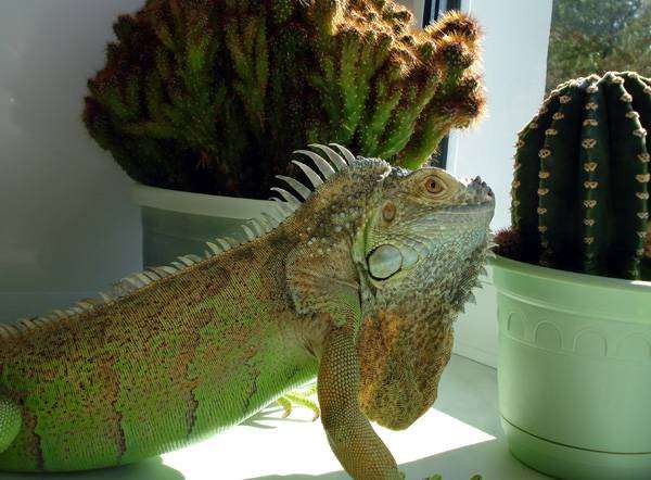 Зеленая игуана (Iguana iguana), фото рептилии ящерицы фотография