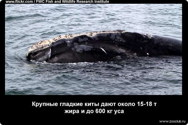  Крупные гладкие киты дают около 15-18 т жира и до 600 кг уса