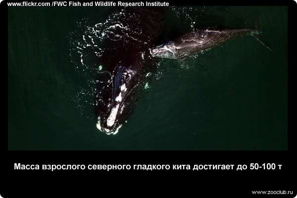  Масса взрослого северного гладкого кита достигает до 50-100 т