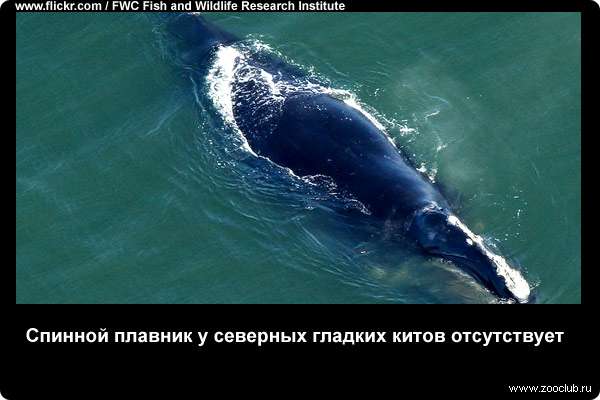  Спинной плавник у северных гладких китов отсутствует