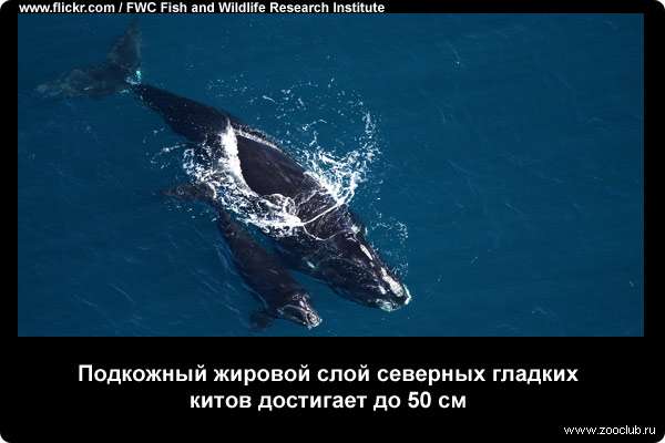  Подкожный жировой слой северных гладких китов достигает до 50 см