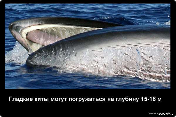  Гладкие киты могут погружаться на глубину 15-18 м