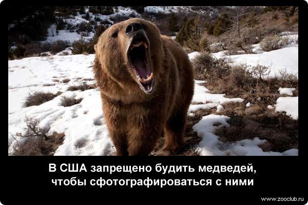  В США запрещено будить медведей, чтобы сфотографироваться с ними