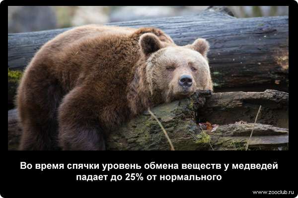  Во время спячки уровень обмена веществ у медведей падает до 25% от нормального