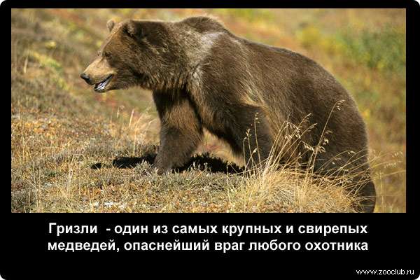  Гризли - один из самых крупных и свирепых медведей, опаснейший враг любого охотника