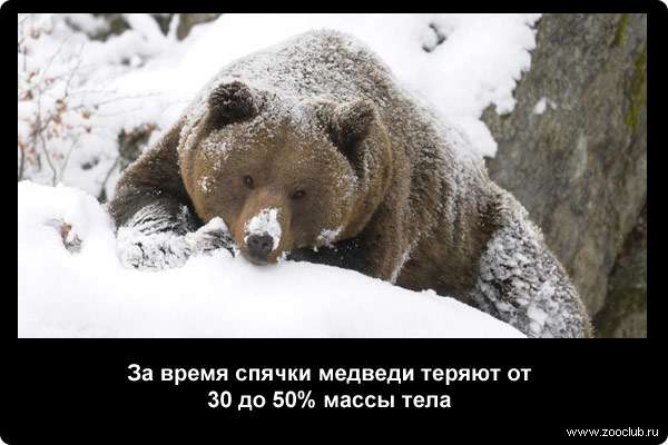  За время спячки медведи теряют от 30 до 50% массы тела