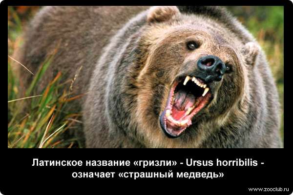  Латинское название гризли - Ursus horribilis - означает страшный медведь