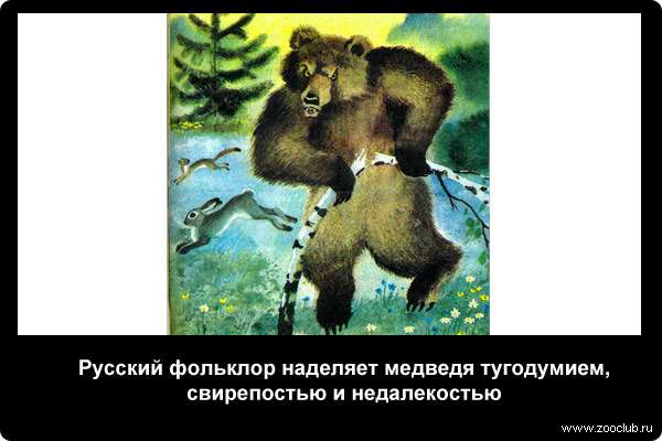  Русский фольклор наделяет медведя тугодумием, свирепостью и недалекостью