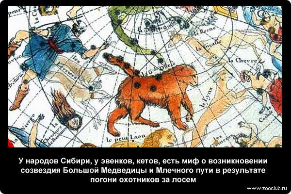  У народов Сибири, у эвенков, кетов, есть миф о возникновении созвездия Большой Медведицы и Млечного пути в результате погони охотников за лосем