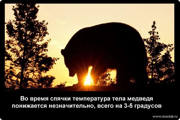  Во время спячки температура тела медведя понижается незначительно, всего на 3-5 градусов